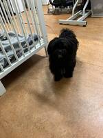 Torsten 2 år. Vikt 4 kg Torsten 2 år. Vikt 4 kg