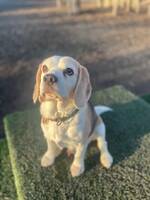 Beagle Mascot Beagle Mascot