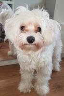 Leo the Maltese Leo the Maltese