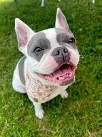 Fransk Bulldogen Sirap Fransk Bulldogen Sirap