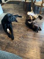 Tesla och Nike Tesla och Nike