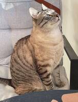 Katten Ghost Katten Ghost