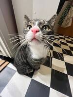 Huskatten Jussi Huskatten Jussi