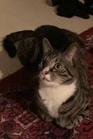 Huskatten Gösta Huskatten Gösta