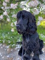 Engelsk cocker spaniel (Maja) Engelsk cocker spaniel (Maja)