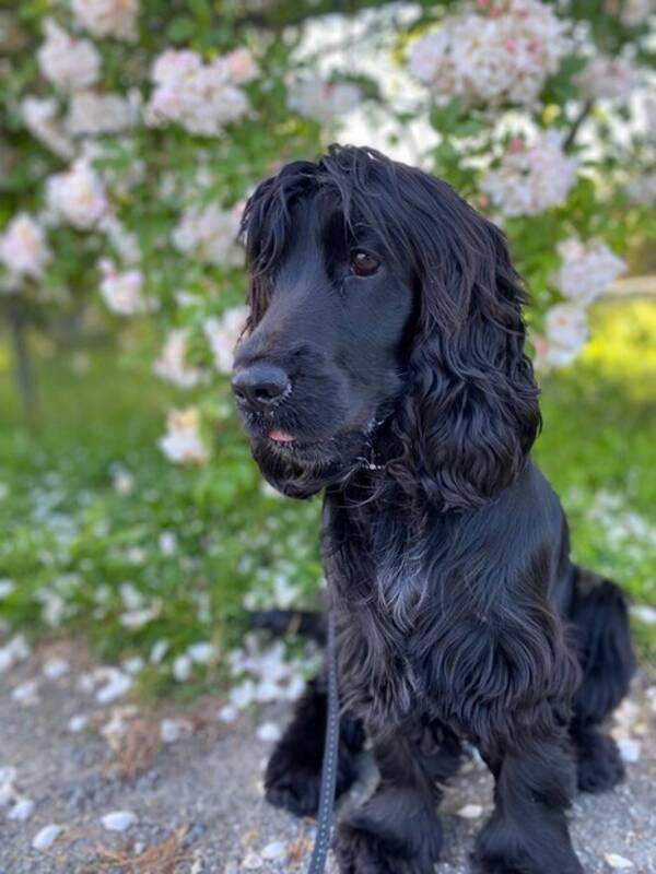 Hund - Engelsk cocker spaniel (Maja) Hund - Engelsk cocker spaniel (Maja)