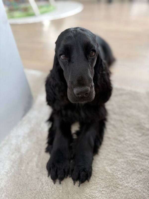 Hund - Engelsk cocker spaniel (Maja) Hund - Engelsk cocker spaniel (Maja)