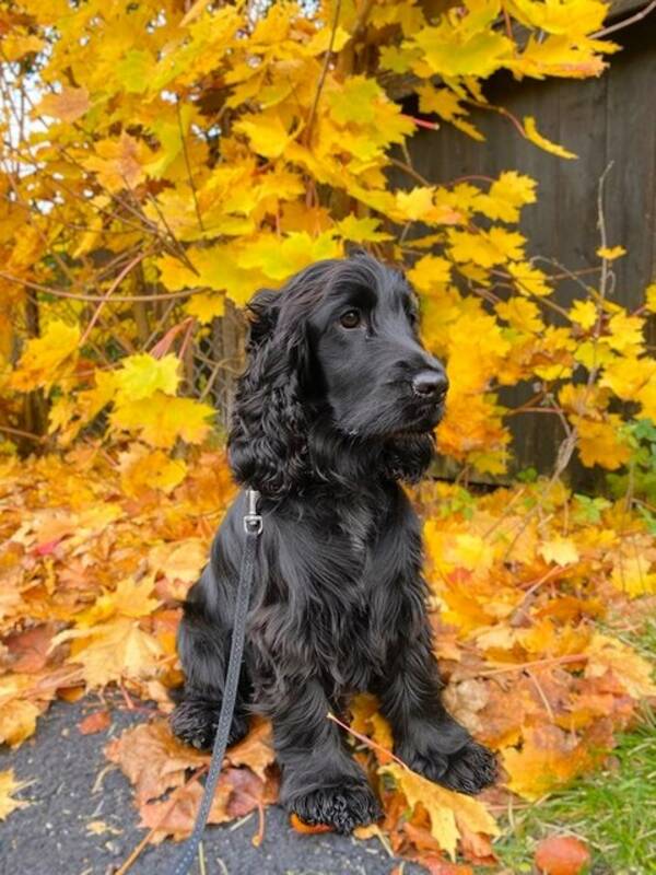 Hund - Engelsk cocker spaniel (Maja) Hund - Engelsk cocker spaniel (Maja)