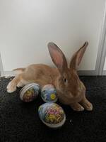 Kaninen Teddy Kaninen Teddy