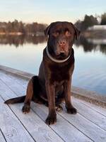 Labradoren Oboy Labradoren Oboy