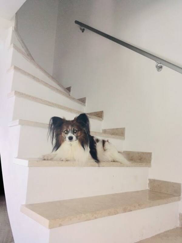 Hund
