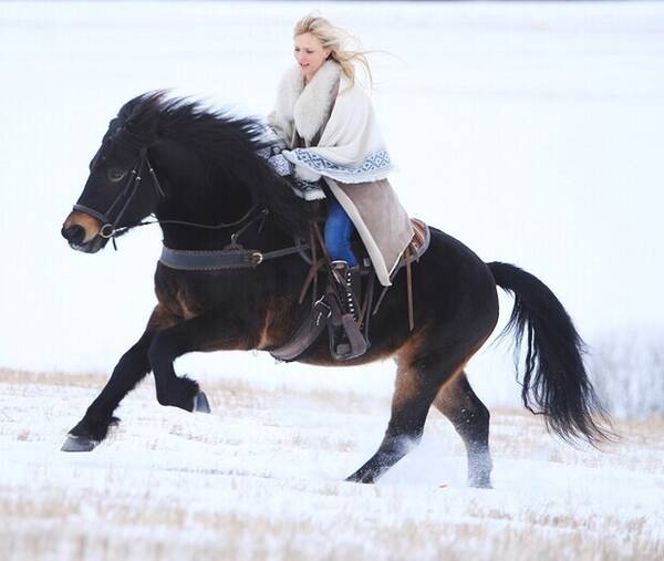 Annet - Norsk kaldblodstraver Annet - Norsk kaldblodstraver