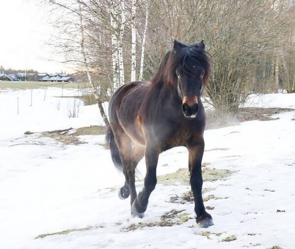 Annet - Norsk kaldblodstraver Annet - Norsk kaldblodstraver