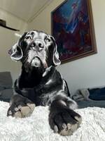 Labradoren/Wachteln Bengt Labradoren/Wachteln Bengt