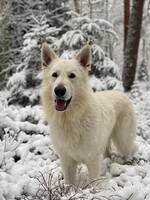 Vita herdehunden Tito Vita herdehunden Tito