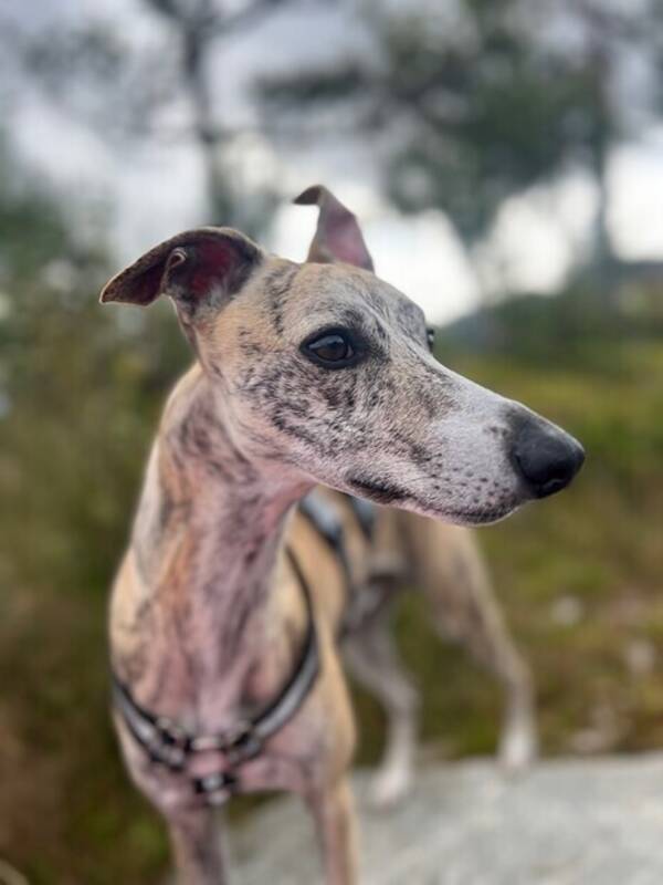 Hund - Basco @bascothewhippet Hund - Basco @bascothewhippet