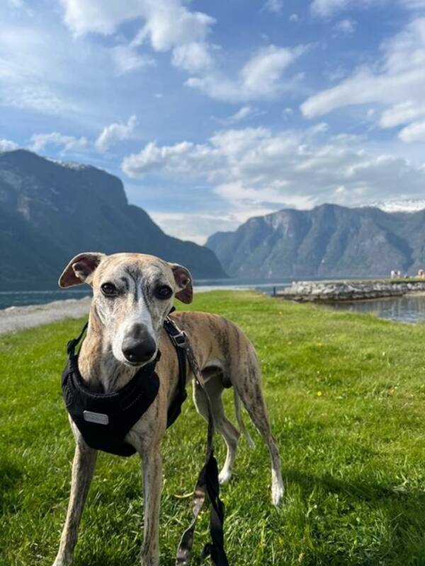 Hund - Basco @bascothewhippet Hund - Basco @bascothewhippet