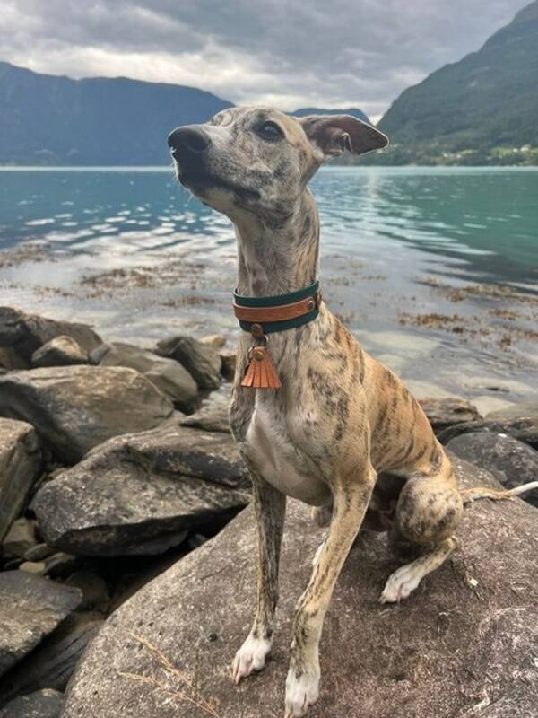 Hund - Basco @bascothewhippet Hund - Basco @bascothewhippet