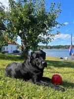 Labradoren Kolbjörn Labradoren Kolbjörn