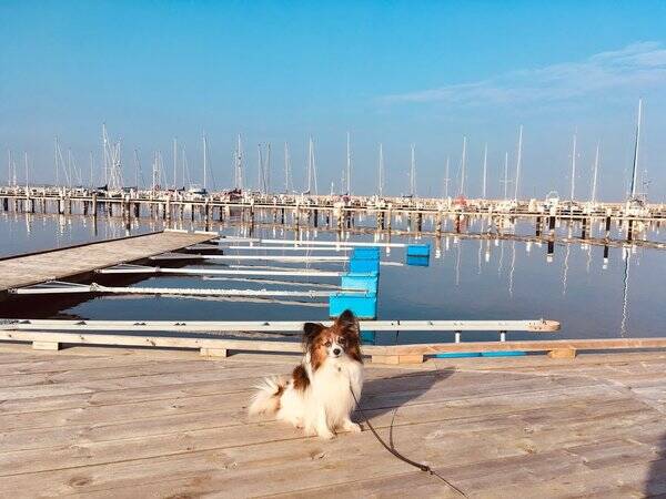 Hund
