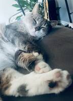 Grå/brun/beige katt Grå/brun/beige katt