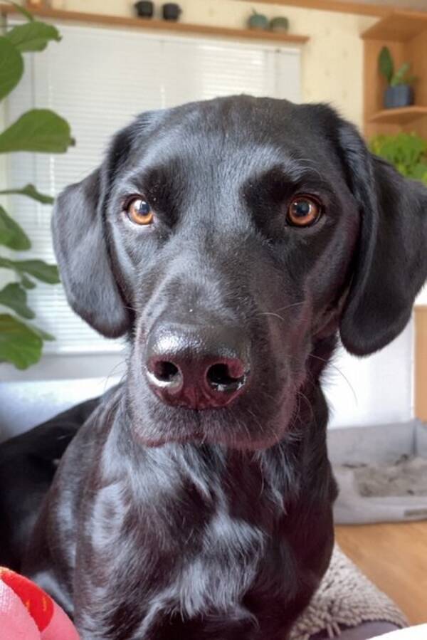 Hund - Theodor Hund - Theodor