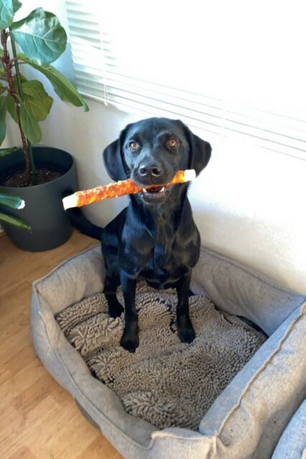 Hund - Theodor Hund - Theodor