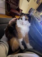 En väldigt fin katt En väldigt fin katt