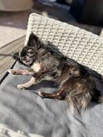 Chihuahuan Polly Chihuahuan Polly