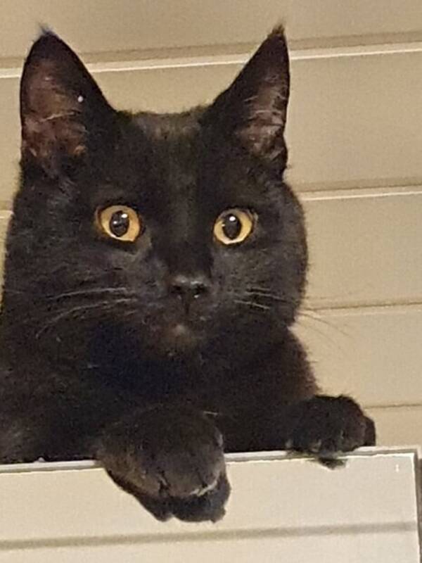 Katt - Katt Katt - Katt