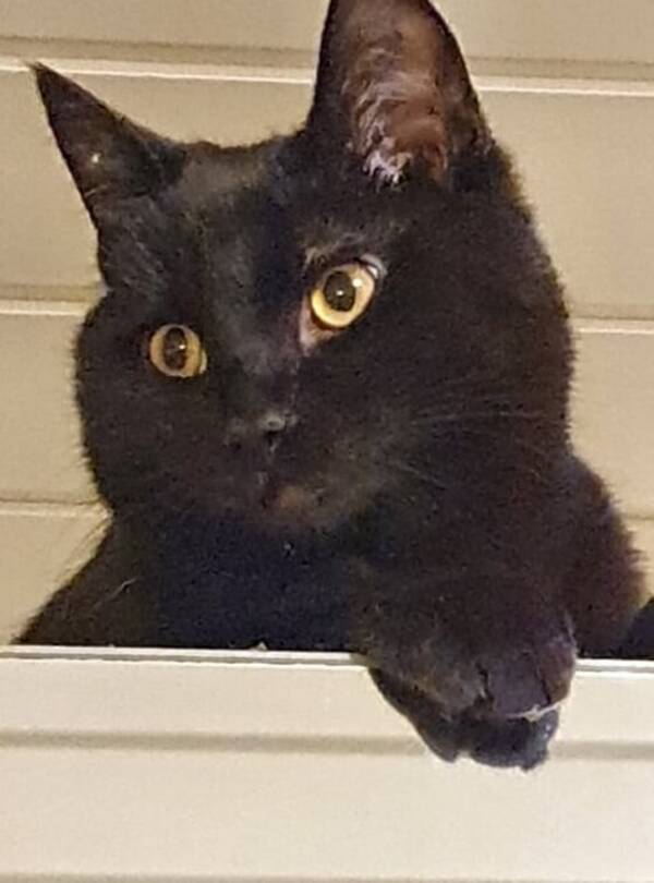 Katt - Katt Katt - Katt