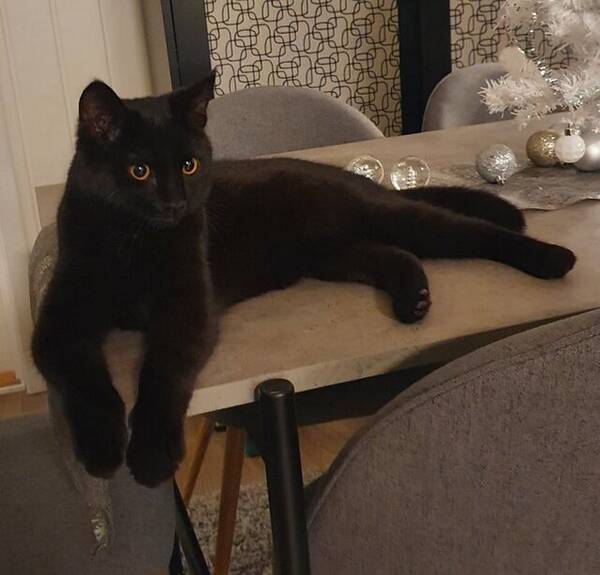 Katt - Katt Katt - Katt