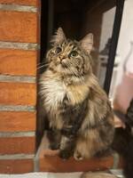 Katten Hedda Katten Hedda