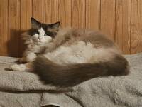 Ragdoll Sixten Ragdoll Sixten