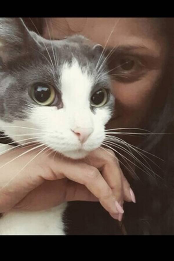 Katt - Negroni 8år Katt - Negroni 8år