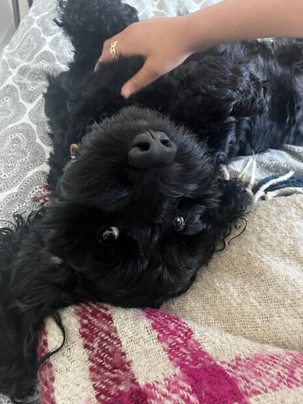 Hund - Cockapoo