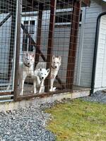 Siberian husky Siberian husky