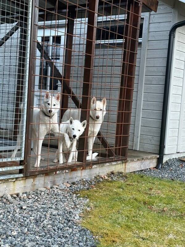 Hund - Siberian husky
