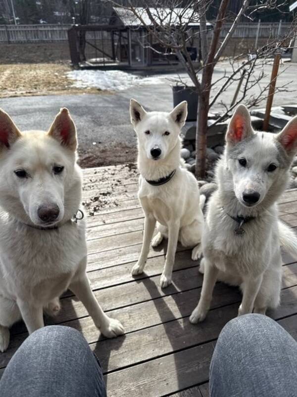 Hund - Siberian husky Hund - Siberian husky