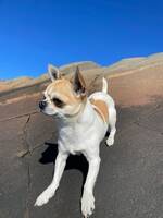 Chihuahua Noi Chihuahua Noi