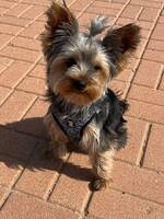 Yorki Yorki