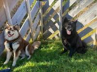 Svensk lapphund, Ante Svensk lapphund, Ante