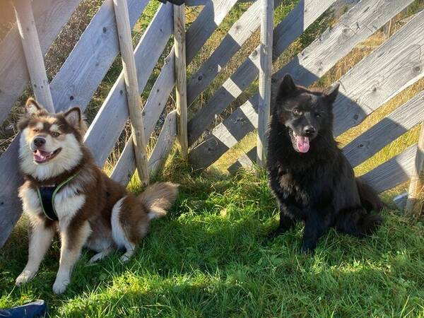 Hund - Svensk lapphund, Ante Hund - Svensk lapphund, Ante