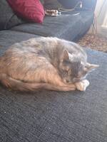 Katten Molly Katten Molly