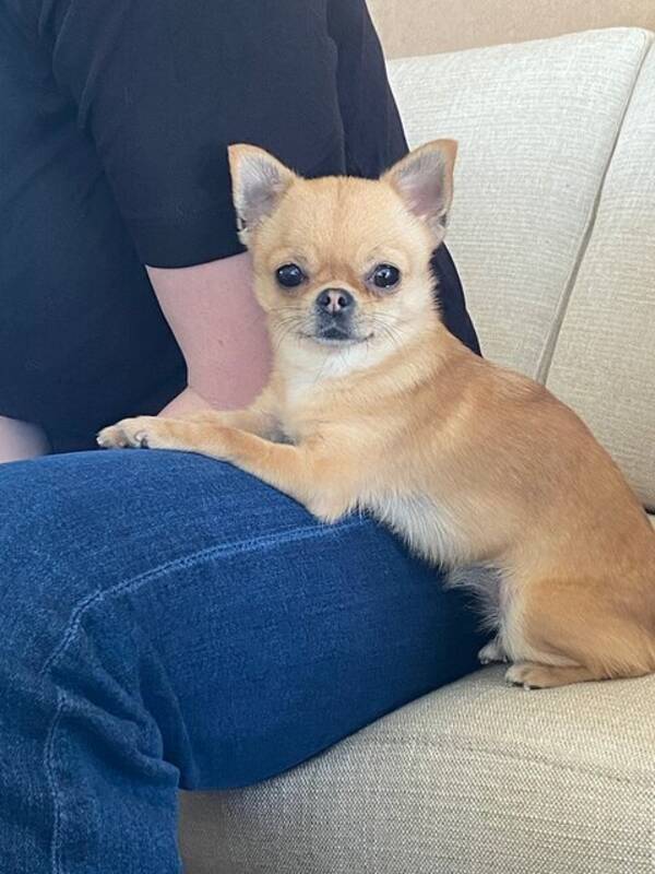 Hund - Nellie  Hund - Nellie