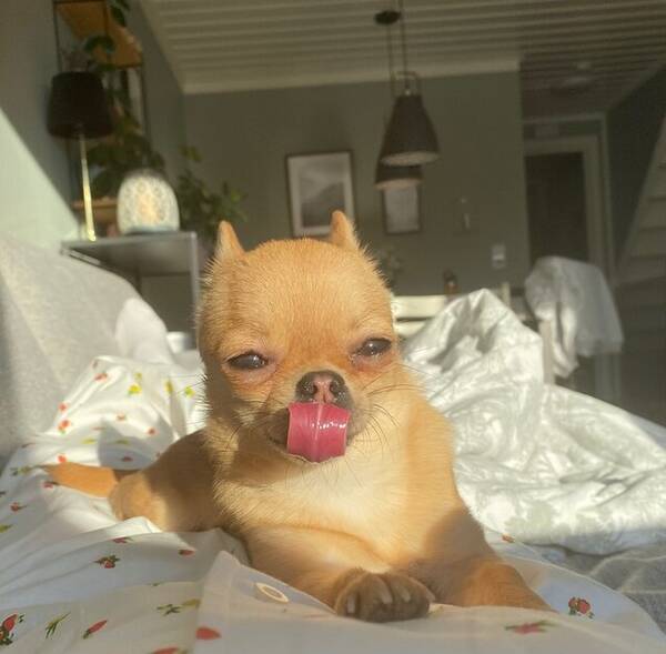 Hund - Nellie  Hund - Nellie