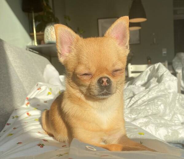 Hund - Nellie  Hund - Nellie