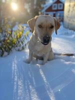 Jaktlabradoren Älva Jaktlabradoren Älva