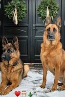 Siri o Tristan Rambo Siri o Tristan Rambo