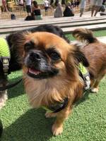 Chihuahua, malteser, shitzu Chihuahua, malteser, shitzu